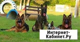 Дрессировка собак Нижневартовск - изображение 1
