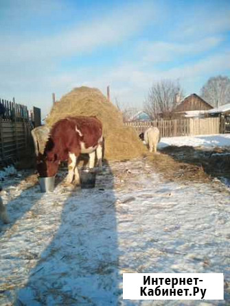 Тёлочка рыжая Нижнеудинск - изображение 1