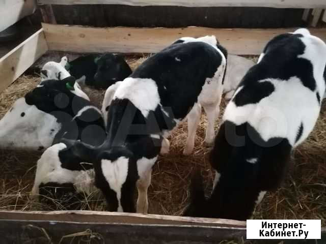Бычки Рыбная Слобода - изображение 1