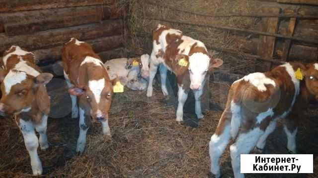 Продам быков Назарово - изображение 1
