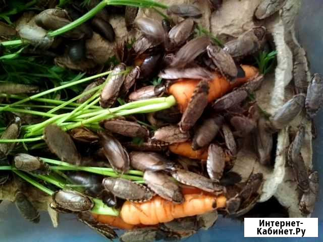 Кормовые тараканы, сверчки, зофобас Оренбург - изображение 1