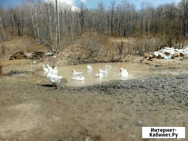 Продам гусей Амурск - изображение 1