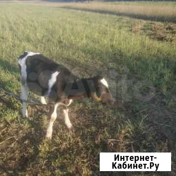 Телята Полесск - изображение 1
