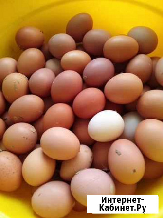 Продам домашние куриные яйца Белово - изображение 1
