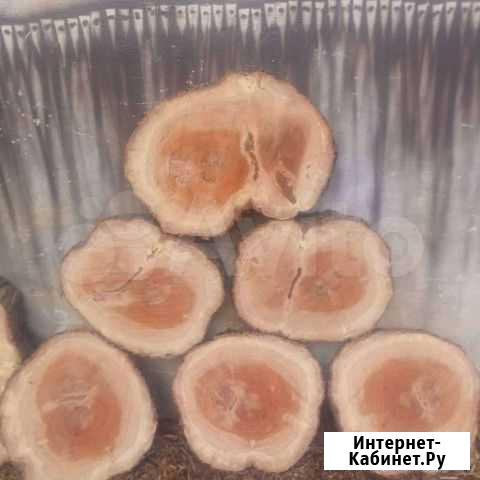 Древесные спилы для дорожек и столяров Севастополь - изображение 1