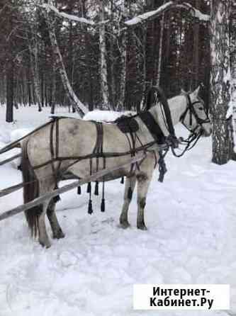 Лошадь Лебяжье