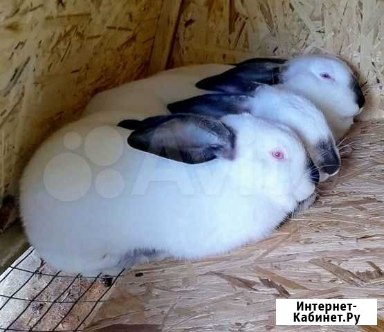 Калифорнийские кролики, чистокровные Екатеринбург - изображение 1