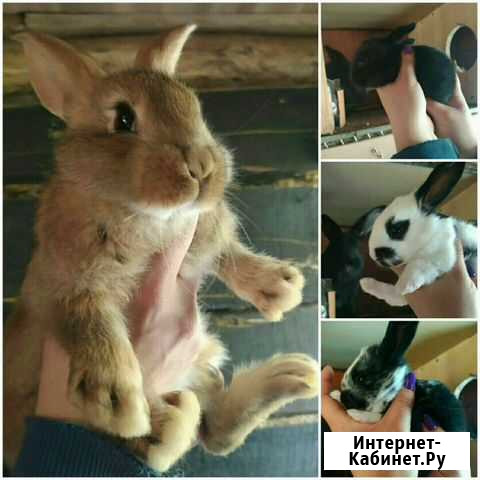 Кролики великаны и бабочки Смоленск - изображение 1