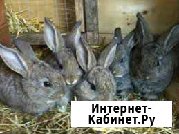 Кролики бройлерных пород Архангельск - изображение 1