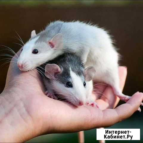 Декоративная крыса Липецк - изображение 1
