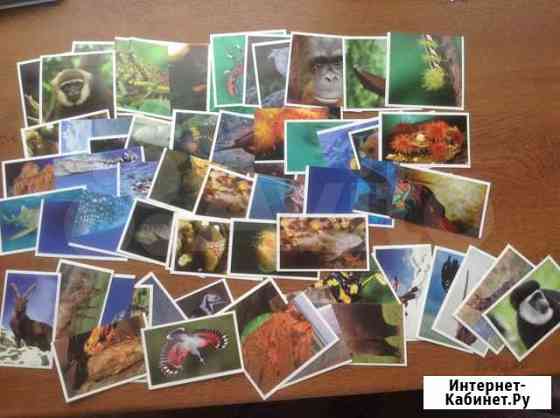 Океаномания, стикермания Спар Spar Пенза