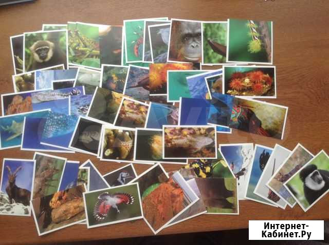 Океаномания, стикермания Спар Spar Пенза - изображение 1