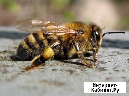 Продам пчелосемьи Иркутск - изображение 1