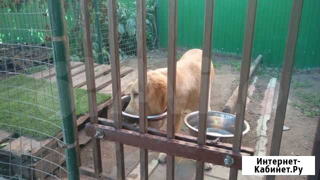 Подставка под миски для собак навесная Самара - изображение 1