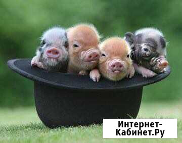 Продам поросят Васильево - изображение 1