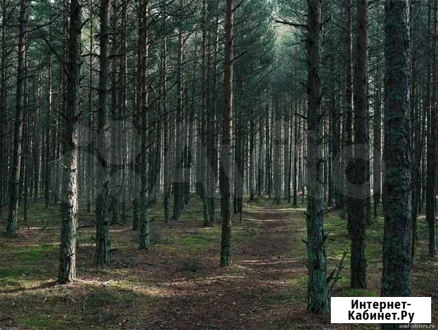 Постановление на лес 175м3 Томск - изображение 1