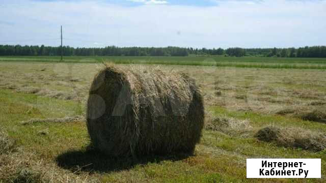 Сено Пермь - изображение 1
