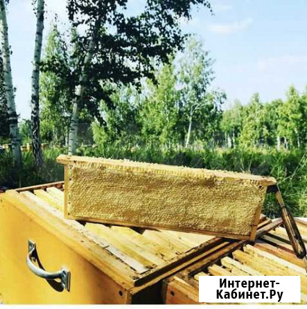 Сотовый мед Красноярск - изображение 1