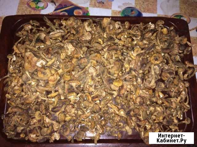 Опята сушеные Красноярск - изображение 1