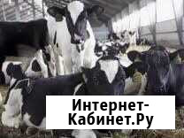 Бычки на откорм Невьянск - изображение 1