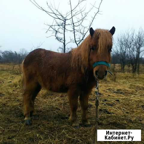 Пони Дербент - изображение 1
