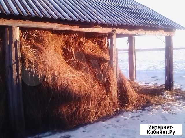 Сено продам Фатеж - изображение 1