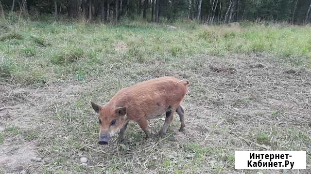 Поросята Тейково - изображение 1