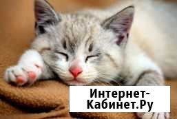 Передержка, уход за животными Мурманск - изображение 1