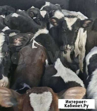 Бычки телята Воронеж - изображение 1