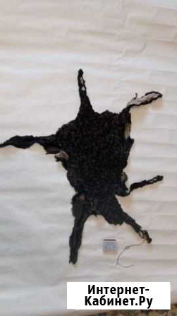 Шкура из каракуля Омск - изображение 1