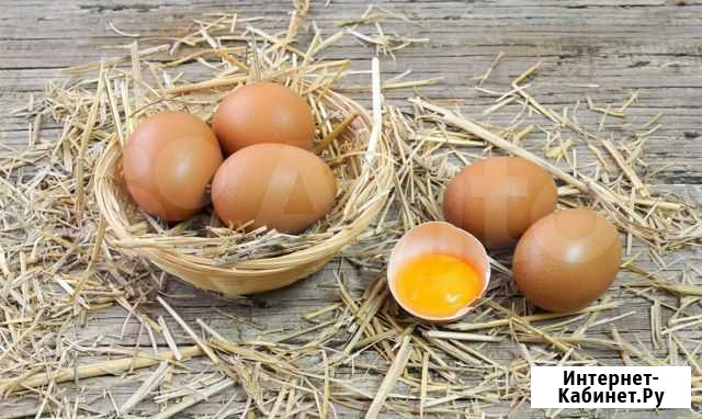 Продам яйцо куриное деревенское Бийск - изображение 1