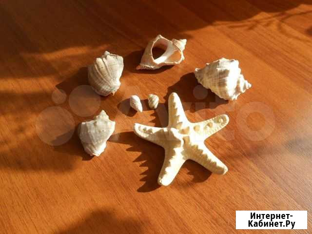 Ракушки Курск - изображение 1