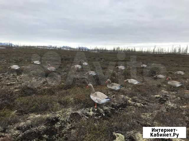 Муляж гуся Норильск - изображение 1