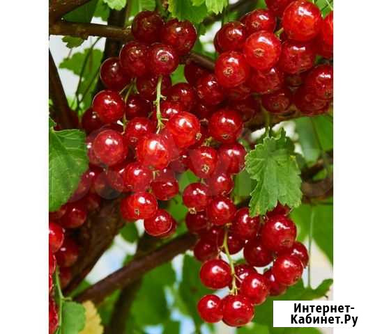 Замороженная малина, калина, полоника, смородина Нижний Новгород - изображение 1