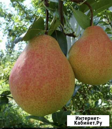 Груша Мраморная Дмитров - изображение 1
