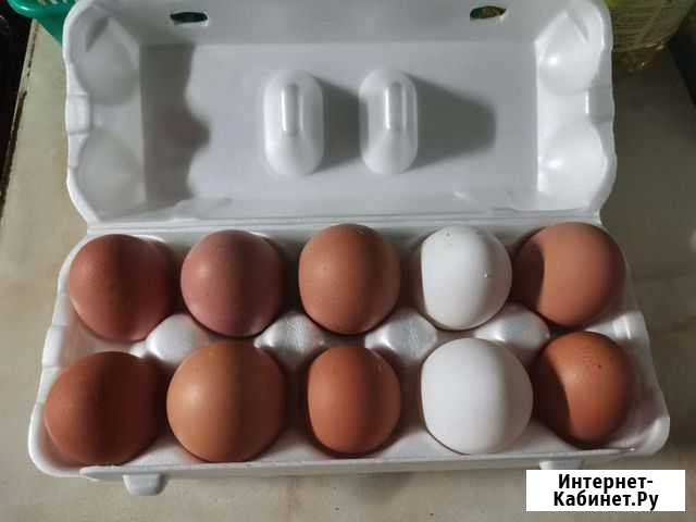 Домашние куриные яйца Лиски - изображение 1