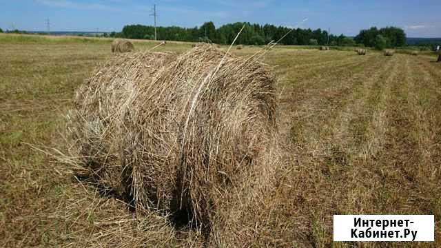 Сено Лебяжье - изображение 1