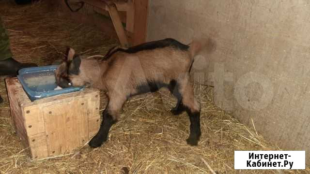 Продаются козлята Линда - изображение 1