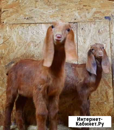 Камори Красноярск - изображение 1