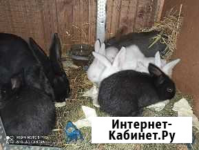 Кролик Казань - изображение 1