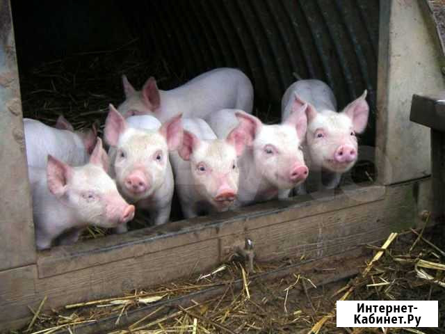 Продаются маленькие поросята Рассказово - изображение 1