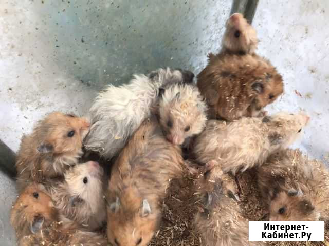 Крысы сфинксы и хомяки Ижевск - изображение 1