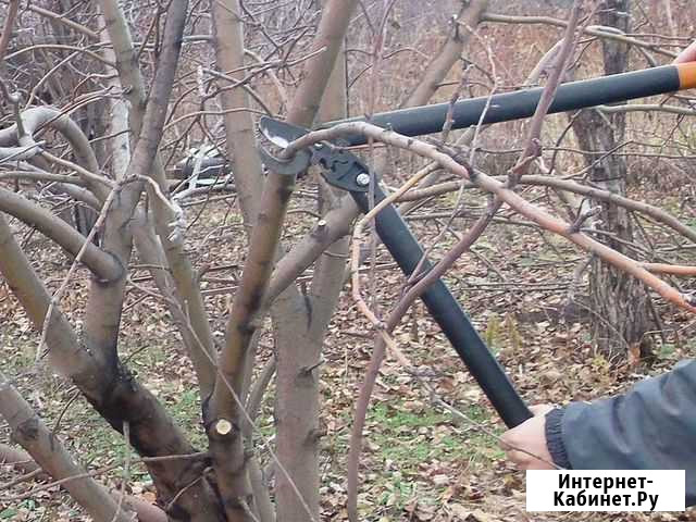 Обрезка садовых деревьев Курск - изображение 1