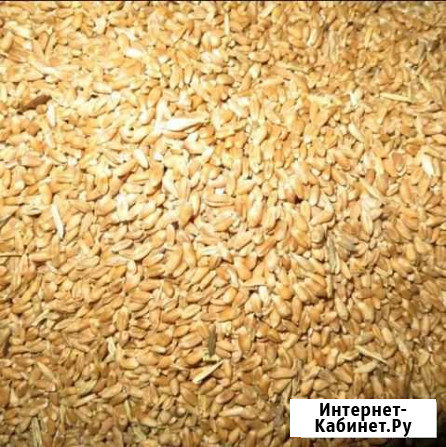 Пшеница Саратов - изображение 1