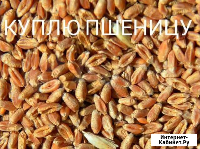 Зерно пшеница ячмень Стародубское - изображение 1