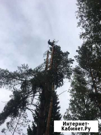 Валка деревьев частями Санкт-Петербург - изображение 1
