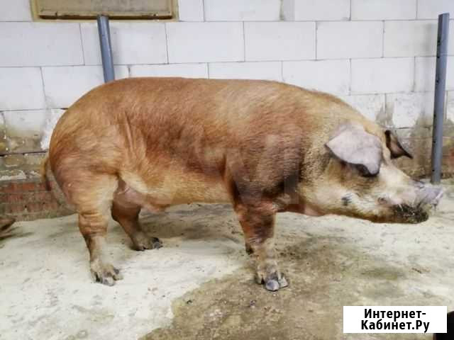 Дюрок Хряк Мичуринск - изображение 1