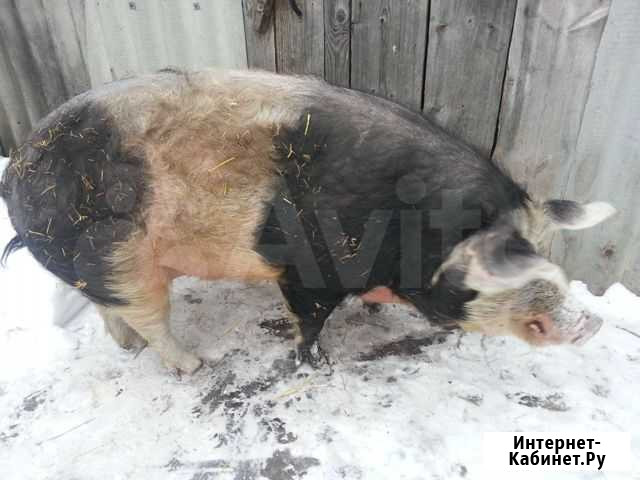 Продам Хряка Николаевка - изображение 1