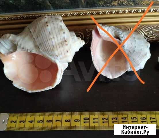 Ракушка для оформления аквариума Электросталь - изображение 1