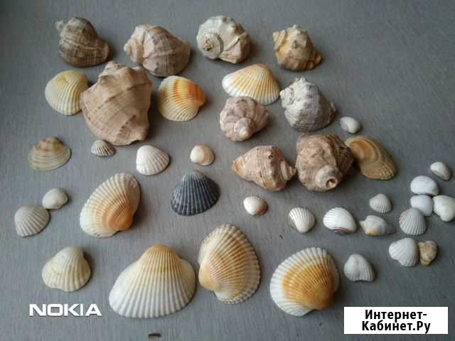 Ракушки Омск - изображение 1